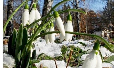 Ах эта весна ! Как кружится голова !