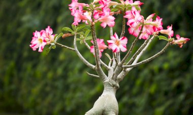 10 домашних растений, которые могут быть опасны для детей и питомцев