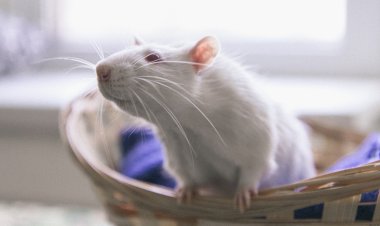 Мыши с оленьими рогами: зачем китайцы создали этих существ?