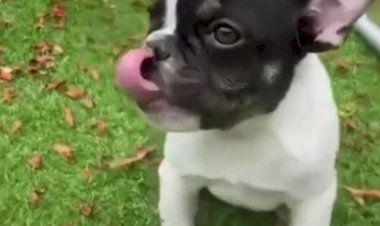 Французский бульдожка хочет играть