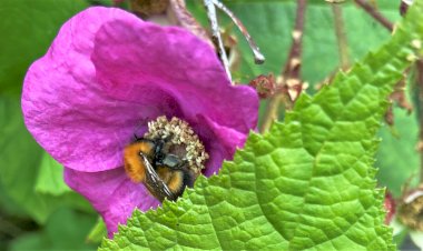 Малиноклён. Редкий гость в садах, а жаль! Обильное цветение и аромат - разве не повод, чтобы посадить на участке это неприхотливое растение?
