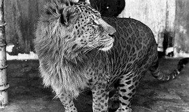 Котоящеры? Белкомыши? Чубаки? Нет, кое-что получше: забавные гибриды настоящих животных