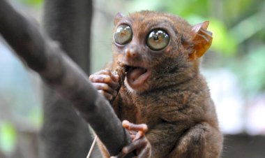 5 названий животных, которые звучат как обзывательства