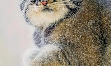 Хищный кот Манул: какие загадки хранит этот толстый котик