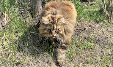 Курильский бобтейл - крупная и сильная кошка