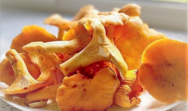 Суп из лисичек.  Проще, чем кажется. Доступный рецепт