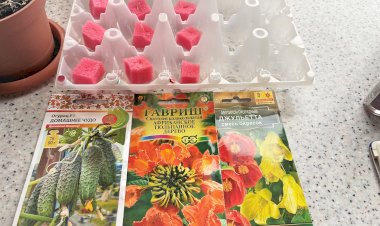 Провальный эксперимент с рассадой