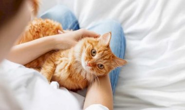 Как котики влияют на наше здоровье и благополучие: научные факты и исследования.