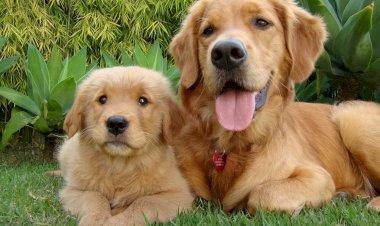 Какие породы собак наиболее подходят для семей с детьми?