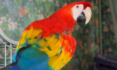 5 самых умных пород попугаев: какие птицы наиболее легко обучаемы