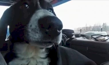 Животные дальнобойщики