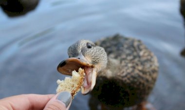 Хлеб уткам хорошо или плохо? Почитала статьи орнитологов, поговорила с сотрудниками зоопарка, и составила свое мнение