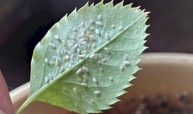 Белокрылка на цветах в доме - приговор? Когда опробовано я нашла ещё один способ защиты растений