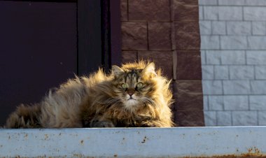 Ты кого толстой назвал? Или чем кормить курильского бобтейла