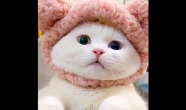 Муся-пуся-красотуся