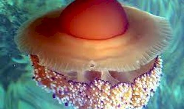 Удивительные существа планеты: медуза в виде жаренного яйца