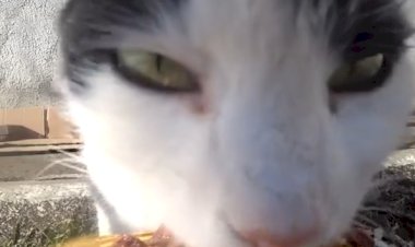 Кормушка на колёсах