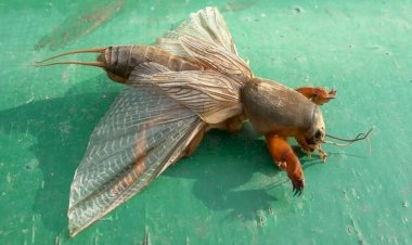 Если летом будет жара под 30, готовьтесь защищать урожай от залетной медведки