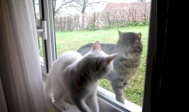 Мурка, выходи! Не могу, Васька дома