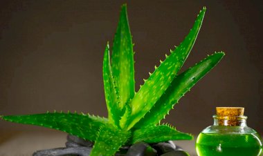 Простые рекомендации для выращивания алоэ