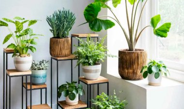 Не держите дома 3 этих растения. Они опасны для людей и животных