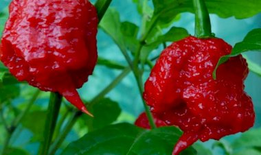 Выращивание самого острого перца в мире Carolina Reaper Red
