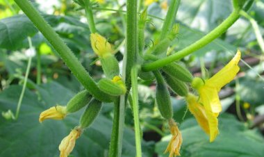 Ругать и дергать огурцы за стебли, чтобы быстрее дали плоды – где тут рациональное зерно