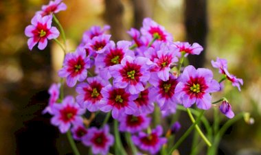 Далеко не цветочный: почему некоторые цветы так неприятно пахнут