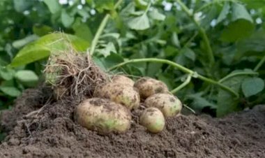 Уплотненные посадки: будет ли урожай лучше, если сажать картофель плотнее