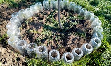 Приствольные круги и «поилки» для деревьев из пластиковых бутылок – как и зачем я их сделала