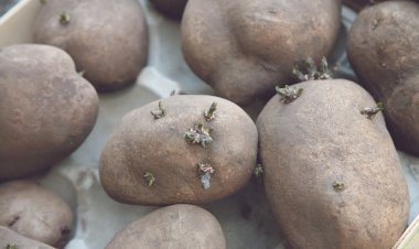 Чем плох для посадки картофель из продуктового магазина, и другие правила получения отличного урожая, о которых вы могли не знать