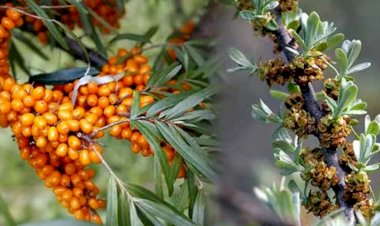 Облепихе нужен облепих (сложности выращивания двудомных растений)