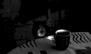 Если вам показалось, что от чая с черной смородиной пахнет котиками, то вам не показалось