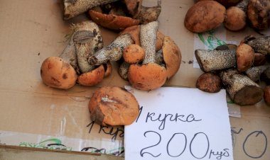 Зачем пинают грибы даже те, кто зарабатывает на их сборе