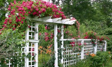 Украшение для сада: какими бывают перголы