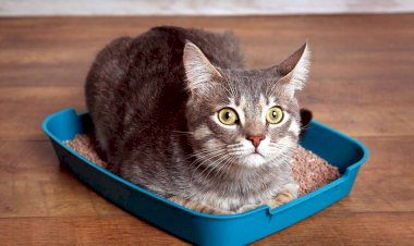 Какой кошачий лоток удобнее использовать, с сеткой или с наполнителем? Разбор по всем пунктам