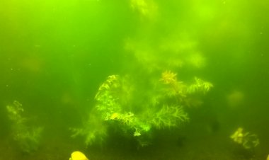 Позеленела вода в аквариуме. Почему и что делать?