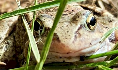 Поцелуй, вдруг принцессой обернётся! Лягушки и жабы в саду - хорошая примета