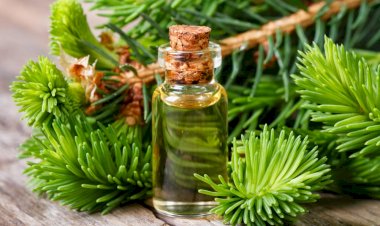 "Химия" хвои. Почему рядом с ёлкой/сосной поднимается настроение, и как лучше поступать с нею после нового года