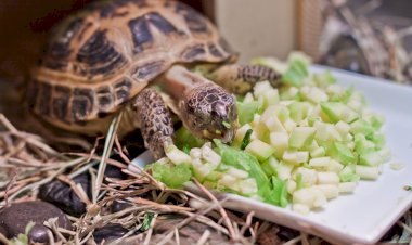 Как составить рацион для домашней сухопутной черепахи, чем ее кормить можно, а чем нельзя