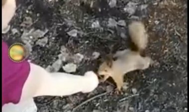 Ну как не любить белочек