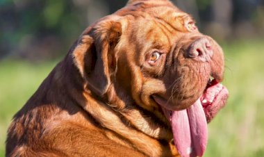 Они обслюнявят тебя за 5 секунд! Спорим?