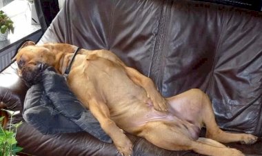 Породы собак для хозяев домоседов