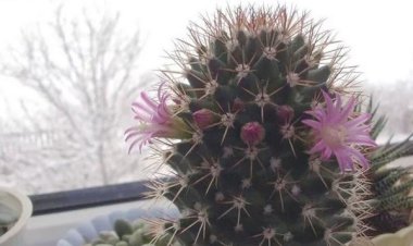 Как правильно поливать домашние растения в холодный период года