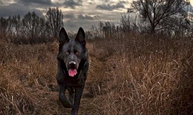 Чёртов пёс (рассказ, страшная история)