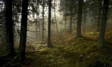 Рассказ про странное ягодное место в лесу – «тайник Лешего»