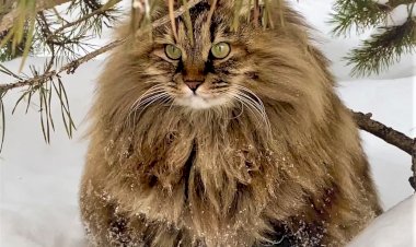 Осень курбобихи