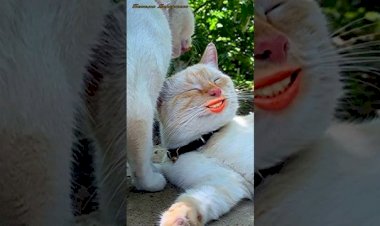 В ЧЕМ СЕКРЕТ ПОПУЛЯРНОСТИ TIktok, Shorts и других коротких видео. НЕ ПОЗВОЛЯЙ УПРАВЛЯТЬ ТВОИМ ВРЕМЕНЕМ !!!