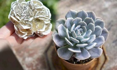 Каменная роза бывает двух видов. Одну с удовольствием сажают, другую с ворчанием выбрасывают с участка