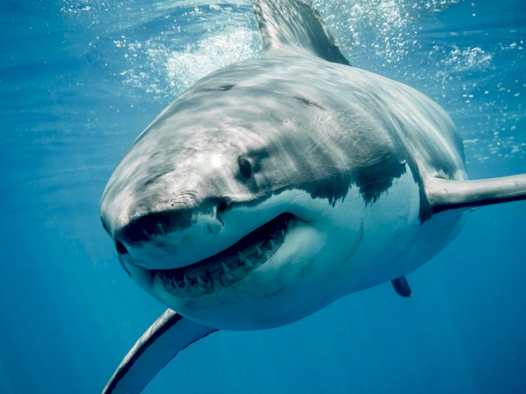 Самые опасные виды акул